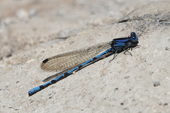 Argia elongata