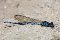 Argia elongata