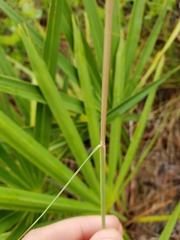 Piptochaetium avenacioides