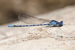 Argia elongata