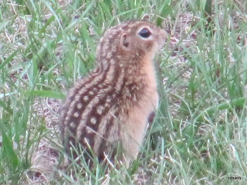 Thirteen-lined Ground Squirrel
