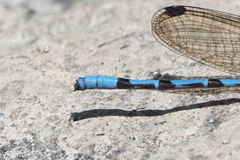 Argia elongata
