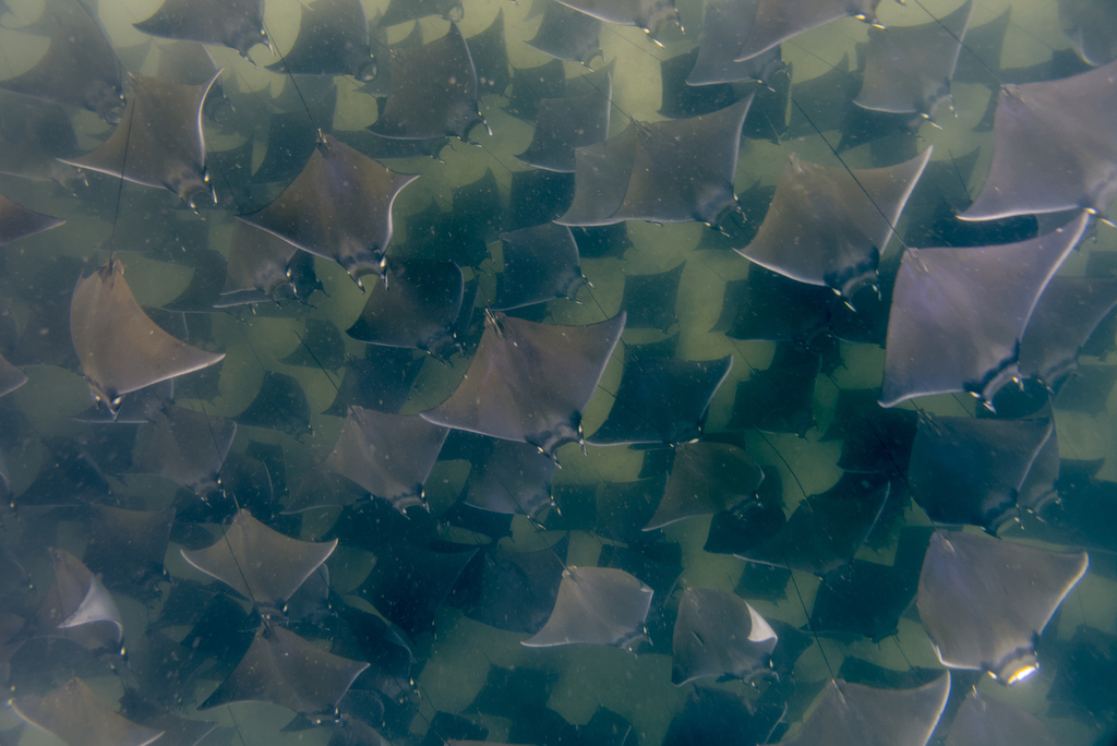 Dense school of Munk's devil rays over the seabed