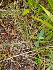 Piptochaetium avenacioides