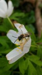 Andrena haemorrhoa