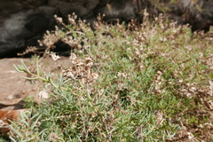 Salsola divaricata