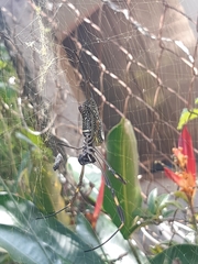 Trichonephila clavipes