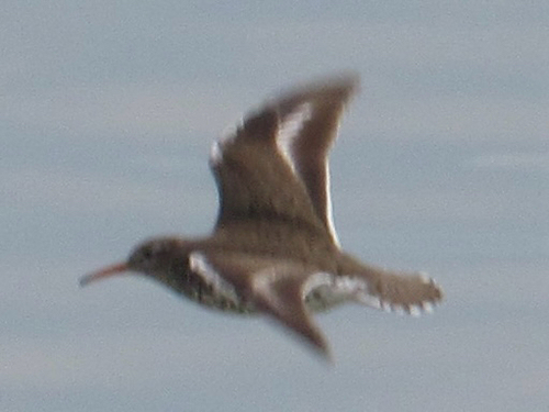 Spotted Sandpiper
