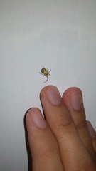 Araneae