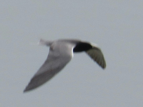 Black Tern