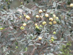Psidium sartorianum