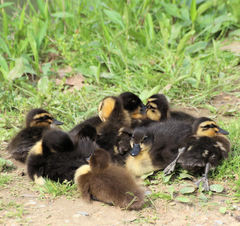 Anas platyrhynchos domesticus