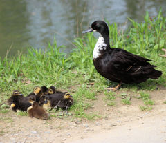 Anas platyrhynchos domesticus