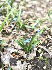 Scilla siberica
