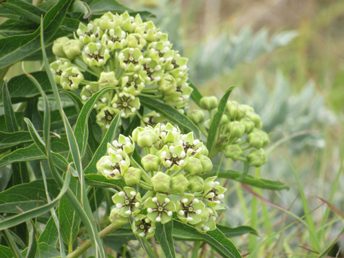 Antelopehorn Milkweed