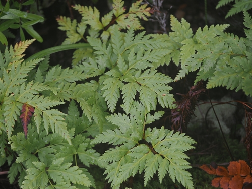 Loxsoma cunninghamii (Loxsoma cunninghamii)