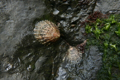 Siphonaria pectinata