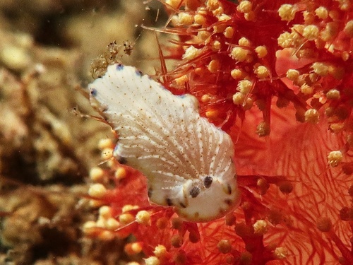 Dermatobranchus caeruleomaculatus