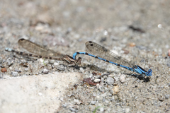 Argia elongata