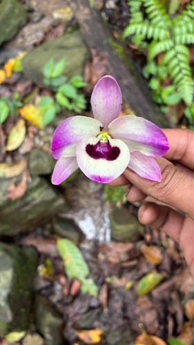 Dendrobium nobile