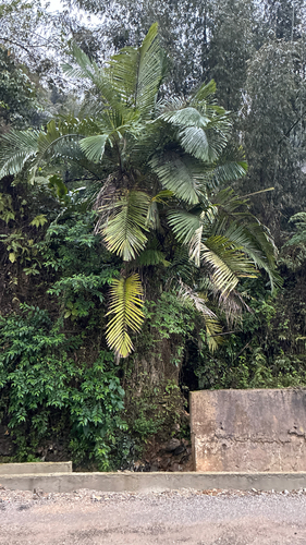 Arenga micrantha, photograph 6