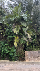 Arenga micrantha, photograph (c) chintan sheth, some rights reserved (CC BY)