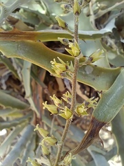Hechtia montana, photograph (c) Jose Luis Leon de la Luz, some rights reserved (CC BY)