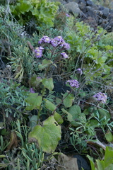 Pericallis echinata image