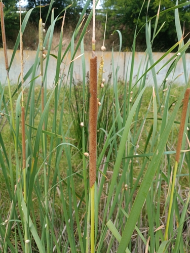 southern cattail