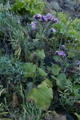 Pericallis echinata image