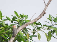 Melanerpes aurifrons