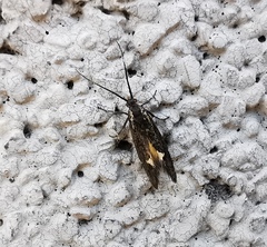 Esperia sulphurella