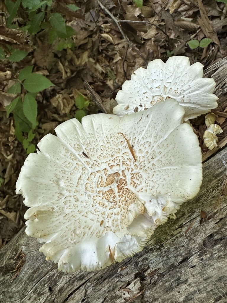 Neolentinus lepideus · April 2026 · photo: © ana_kaahanui (iNaturalist, cc-by)