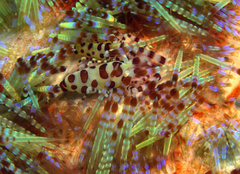 Periclimenes colemani