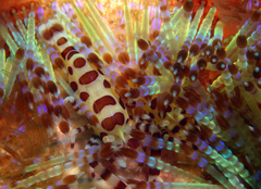 Periclimenes colemani