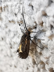 Esperia sulphurella