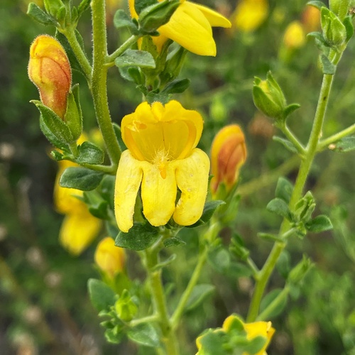iNaturalist observation photo of chaparral beardtongue