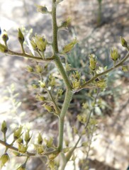 Hechtia montana, photograph (c) Jose Luis Leon de la Luz, some rights reserved (CC BY)