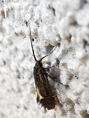 Esperia sulphurella
