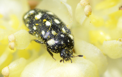 Paranovelsis punctatus