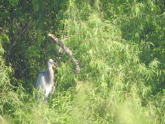 Ardea herodias
