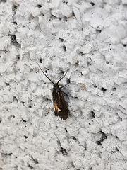 Esperia sulphurella