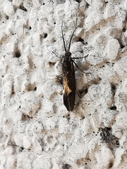 Esperia sulphurella