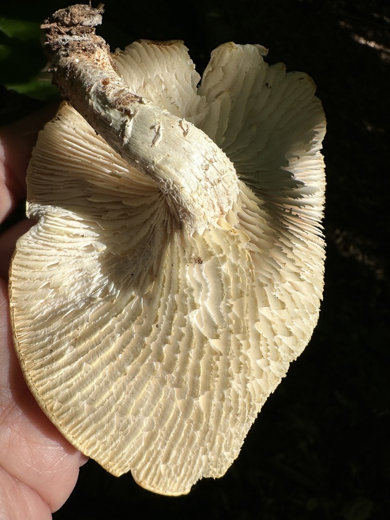 Neolentinus lepideus · April 2026 · photo: © ana_kaahanui (iNaturalist, cc-by)