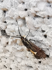 Esperia sulphurella