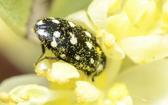 Paranovelsis punctatus