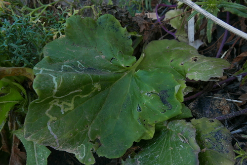 Phytomyza burchardi