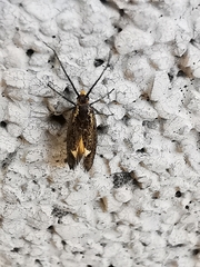 Esperia sulphurella