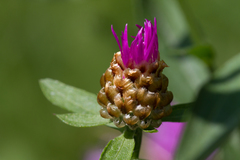 Centaurea jacea