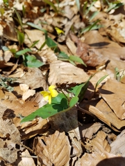 Viola hastata